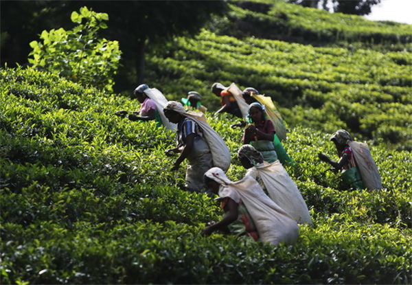 国惠书院《CRI下午茶》走进斯里兰卡大使馆 品地道锡兰红茶-国际在线