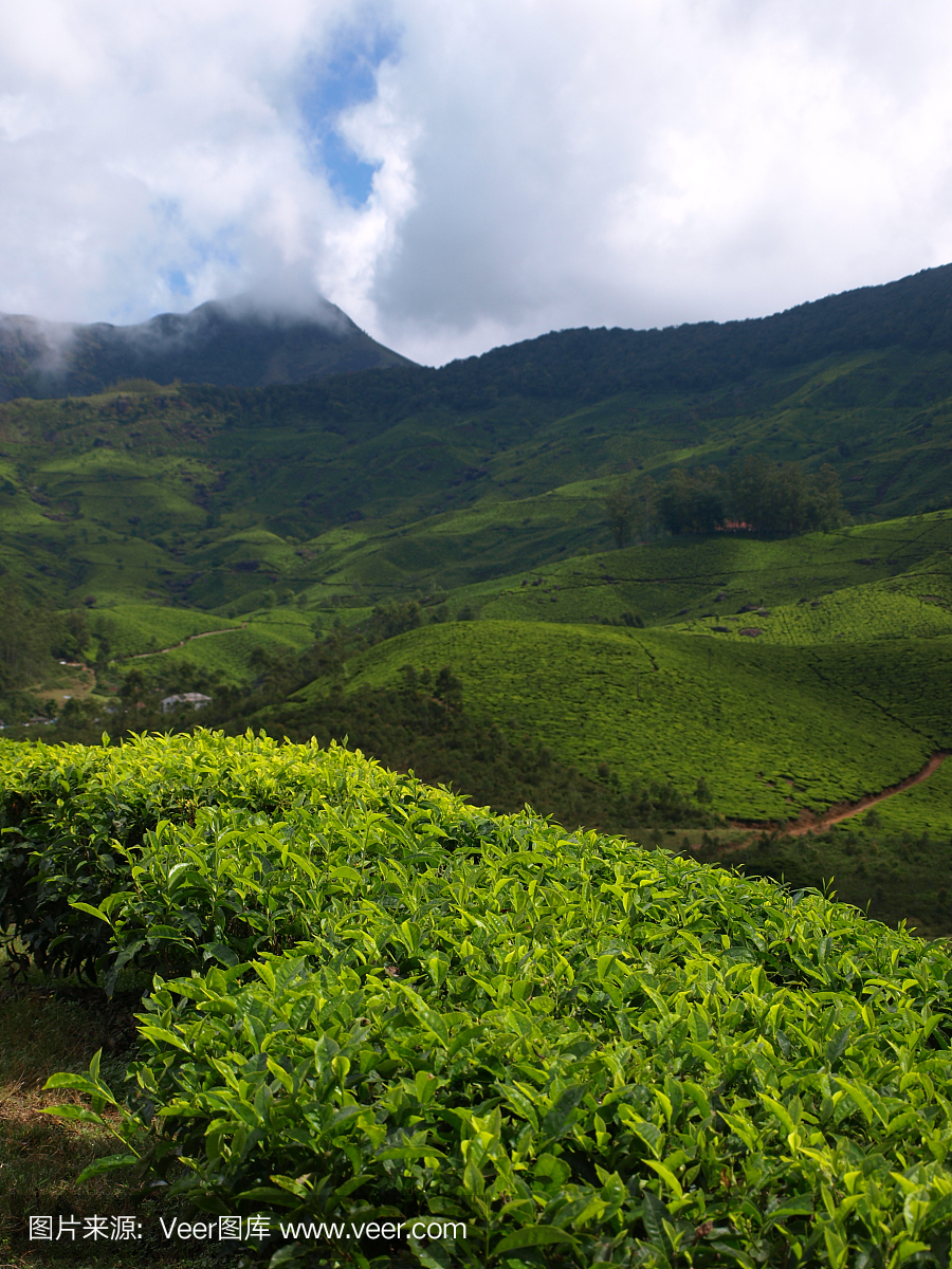 印度茶叶种植园,蒙纳。