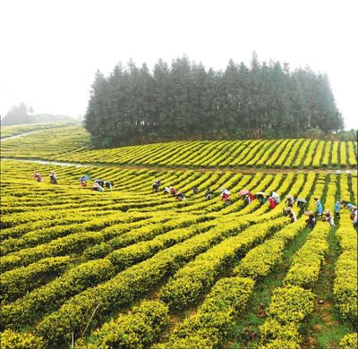 贵州江口县:生态茶产业助力乡村振兴